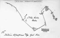 Puccinia violae image